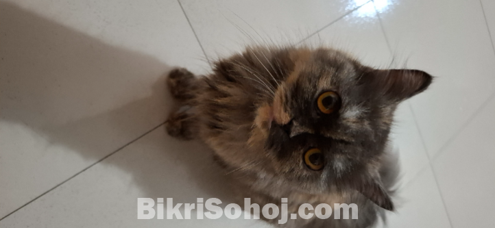Persian Cat (Female)